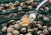 Mediterraneo: come si allevano i molluschi bio Acquacoltura sostenibile