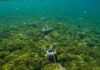 Portofino: nuovo progetto per salvare la posidonia Posidonia protetta