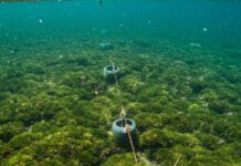 Portofino: nuovo progetto per salvare la posidonia Posidonia protetta