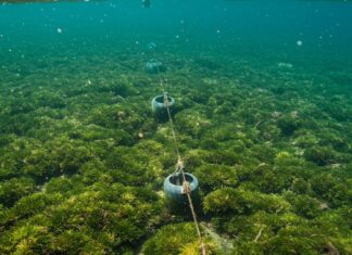 Portofino: nuovo progetto per salvare la posidonia Posidonia protetta