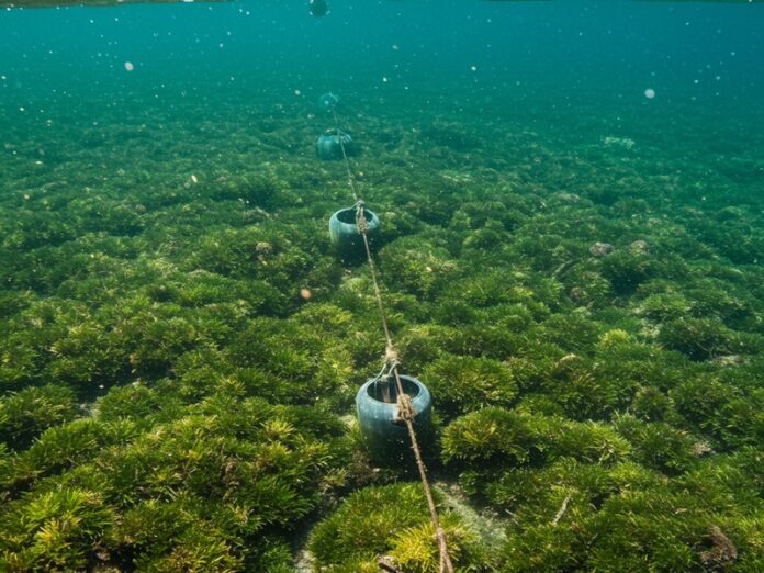 Posidonia protetta