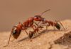 Deserto Arizona: due specie di formiche si puliscono Mutualismo formiche