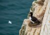 Comedy Wildlife Awards: vince la sula smarrita Natura comica