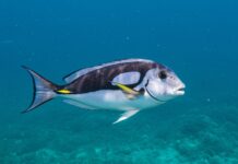 Mediterraneo: un piano per salvare le alici Pesca sostenibile