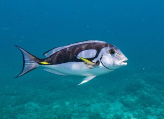 Mediterraneo: un piano per salvare le alici Pesca sostenibile