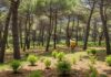 Parco dei Nebrodi: concluso piano di riforestazione Riforestazione Sicilia