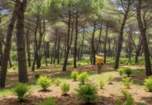 Parco dei Nebrodi: concluso piano di riforestazione Riforestazione Sicilia