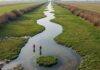 Delta del Po: rinasce un’oasi per la biodiversità Biodiversità rinata