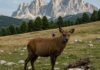 Droni per salvare l’orso marsicano in Abruzzo Fauna selvatica