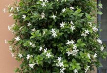 Gelsomino: come distinguere quello vero dal falso Guida botanica