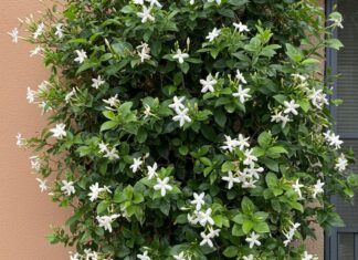 Gelsomino: come distinguere quello vero dal falso Guida botanica