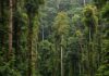 Ecuador: la foresta pluviale rinasce in 30 anni Rigenerazione forestale