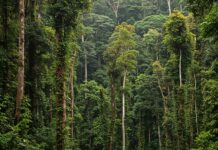 Ecuador: la foresta pluviale rinasce in 30 anni Rigenerazione forestale