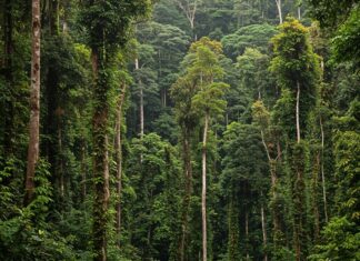 Ecuador: la foresta pluviale rinasce in 30 anni Rigenerazione forestale