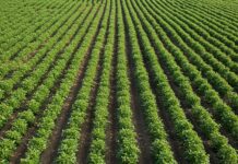 Umbria: il ritorno dei legumi antichi per il clima Agricoltura sostenibile