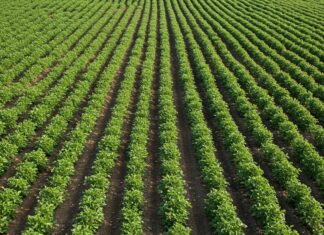 Umbria: il ritorno dei legumi antichi per il clima Agricoltura sostenibile