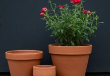 Vasi per piante: la guida alla scelta sostenibile Giardinaggio sostenibile