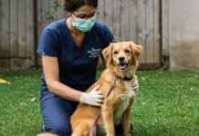 Dog sitter: guida completa alla professione Mestiere responsabile