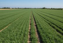 Puglia: recupero di legumi antichi contro la siccità Biodiversità agricola