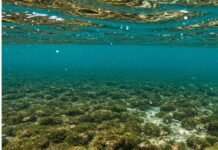 Sardegna: nuovo piano per salvare la posidonia Praterie marine
