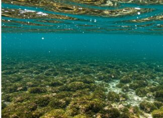 Sardegna: nuovo piano per salvare la posidonia Praterie marine