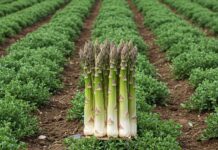 Ingredienti locali: la ricetta per un’Italia verde Alimentazione consapevole