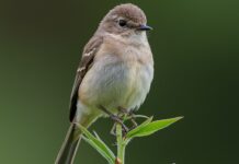 Uccelli impollinatori consumano alcol dai fiori Nettare alcolico