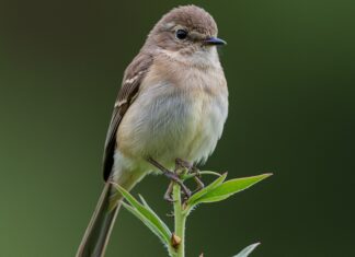 Uccelli impollinatori consumano alcol dai fiori Nettare alcolico