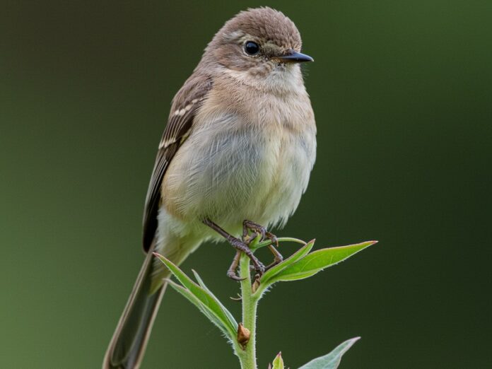 18_nettare_alcolico Nettare alcolico