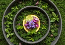 Cucina botanica in Italia: cos’è e perché è diversa Cucina botanica