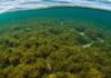 Sicilia: un piano per riforestare la posidonia Praterie marine