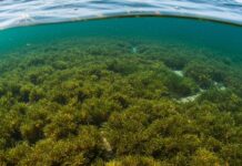 Sicilia: un piano per riforestare la posidonia Praterie marine
