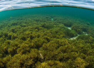 Sicilia: un piano per riforestare la posidonia Praterie marine