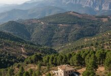 Aspromonte: un piano per riforestare aree bruciate Riforestazione attiva