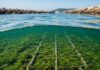 Egadi: progetto per salvare la posidonia marina Riforestazione marina