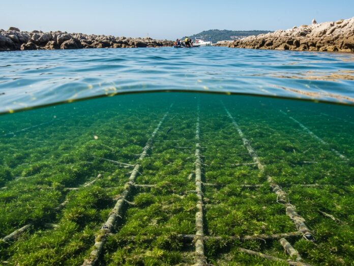 Riforestazione marina