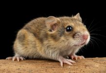 Cina: scoperto il senso del ritmo nei bombi Ritmo astratto