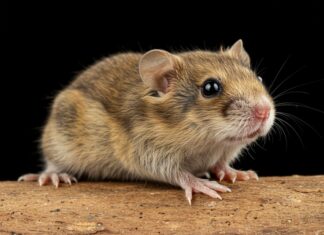 Cina: scoperto il senso del ritmo nei bombi Ritmo astratto