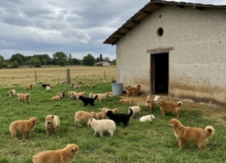 Italia: visoni ancora rinchiusi negli allevamenti Allevamenti illegali