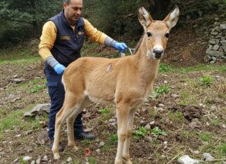 Savona, capriolo investito curato e poi liberato Capriolo salvato