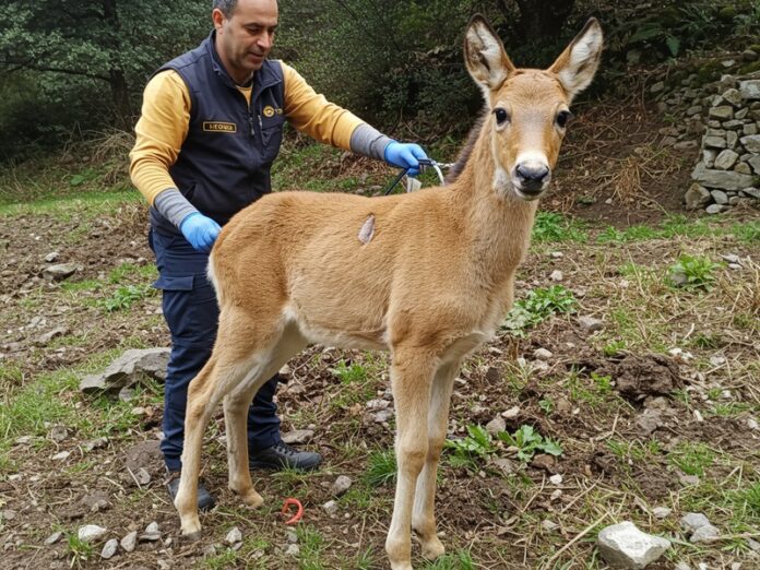 1_capriolo_salvato Capriolo salvato