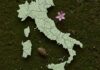 Italia: studio rivela 1.371 piante uniche al mondo Flora endemica