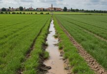 Po Valley: gli allevamenti intensivi inquinano l’acqua Inquinamento idrico