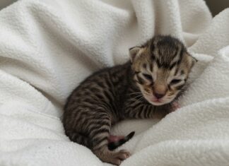 Lugo: gattino orfano adottato da una mamma gatta Istinto materno