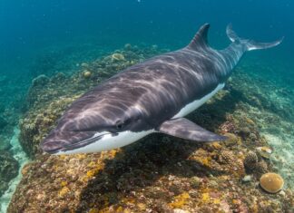 Megattere: l’età avvantaggia i maschi più esperti Maschi esperti