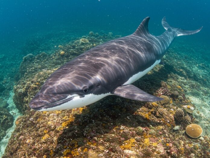 1_maschi_esperti Maschi esperti