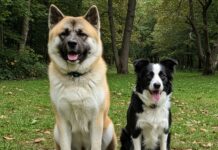 Primo cane: le 5 razze più difficili da gestire Razze difficili