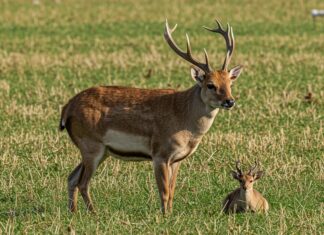 Caccia selvaggia: la proposta arriva in Senato Caccia selvaggia