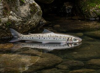 Appennino: un progetto per salvare la trota nativa Biodiversità acquatica