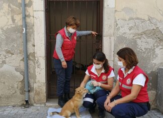 Bisceglie: allarme Enpa per i gattini abbandonati Gattini abbandonati